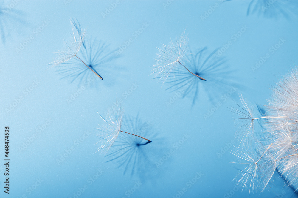 White fluffy dandelion in sunlight on blue background. Bright sunny flower with fly seeds  close up.