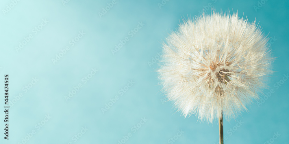 Fototapeta premium White fluffy dandelion in sunlight on light turquoise background. Blooming flower close up.