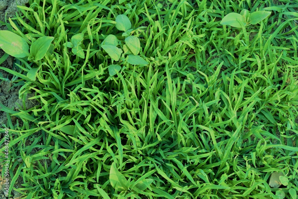 Green grass natural background Green grass natural background
