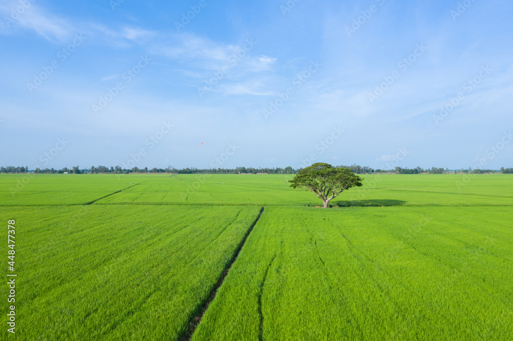 Summer field with a lonely tree in clear sky. Beautiful nature landscape, nice weather, vacation background, famous travel destination. Peaceful scene with alone tree, green fields in the countryside