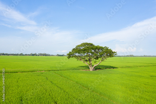 Summer field with a lonely tree in clear sky. Beautiful nature landscape  nice weather  vacation background  famous travel destination. Peaceful scene with alone tree  green fields in the countryside
