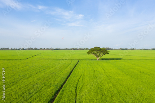 Summer field with a lonely tree in clear sky. Beautiful nature landscape, nice weather, vacation background, famous travel destination. Peaceful scene with alone tree, green fields in the countryside © jangnhut