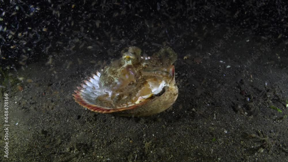 Coconut Octopus, living in a shell. Amazing underwater macro world of Tulamben, Bali, Indonesia. Coconut Octopus, living in a shell. Amazing underwater macro world of Tulamben, Bali, Indonesia.