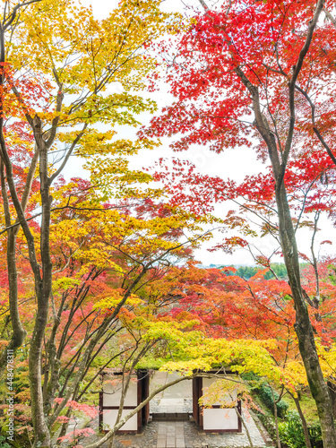 idyllic garden in Arashiyama, Kyoto, Japan in autumn season