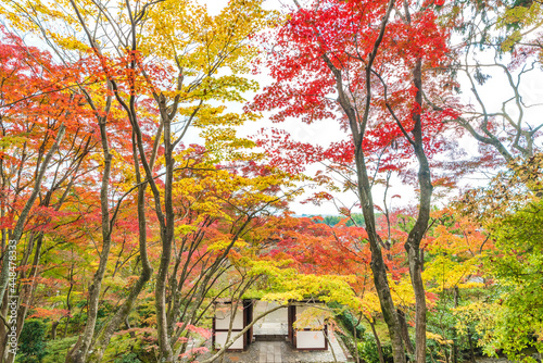 idyllic garden in Arashiyama  Kyoto  Japan in autumn season