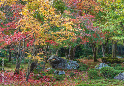 idyllic garden in Zuiganzan Enkouji Temple, Kyoto, Japan in autumn season photo