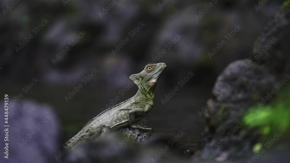 Slow motion shot of small green lizard resting on rock by water in rain forest Slow motion shot of small green lizard resting on rock by water in rain forest