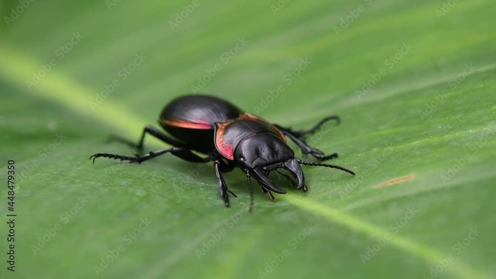 Static shot of a large Ground Beetle Mouhotia Batesi with reflective metallic appearance idling and resting on a large swaying leaf in a tropical forest in Thailand Asia. Static shot of a large Ground Beetle Mouhotia Batesi with reflective metallic appearance idling and resting on a large swaying leaf in a tropical forest in Thailand Asia.