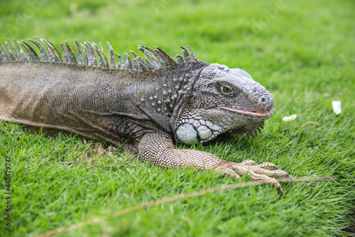 Wild iguana as seen in Parque seminario  also known as Parque de las Iguanas  Iguana Park  in Quito  Ecuador.