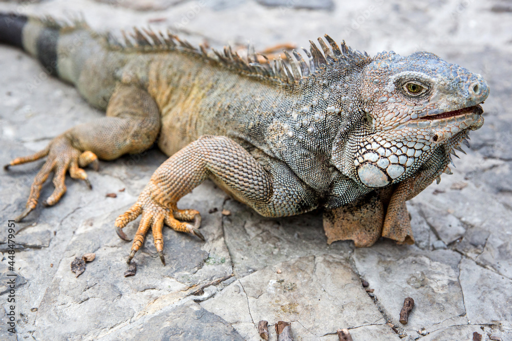 Wild iguana as seen in Parque seminario, also known as Parque de las Iguanas (Iguana Park) in Quito, Ecuador. Wild iguana as seen in Parque seminario, also known as Parque de las Iguanas (Iguana Park) in Quito, Ecuador.