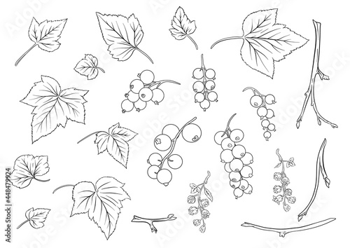 Blackcurrant. Ripe berries on branch. Clip art, set of elements for design. Outline style. Vector illustration..