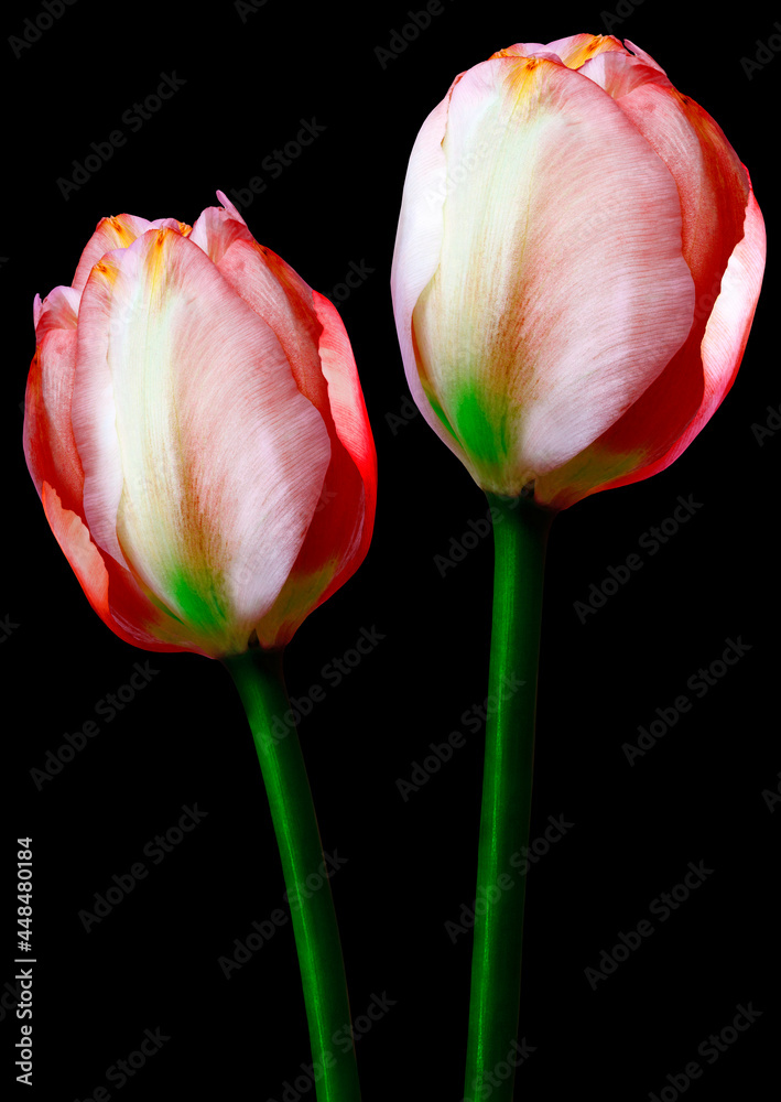 Red tulips flowers  on black isolated background with clipping path. Closeup. For design. Nature.
