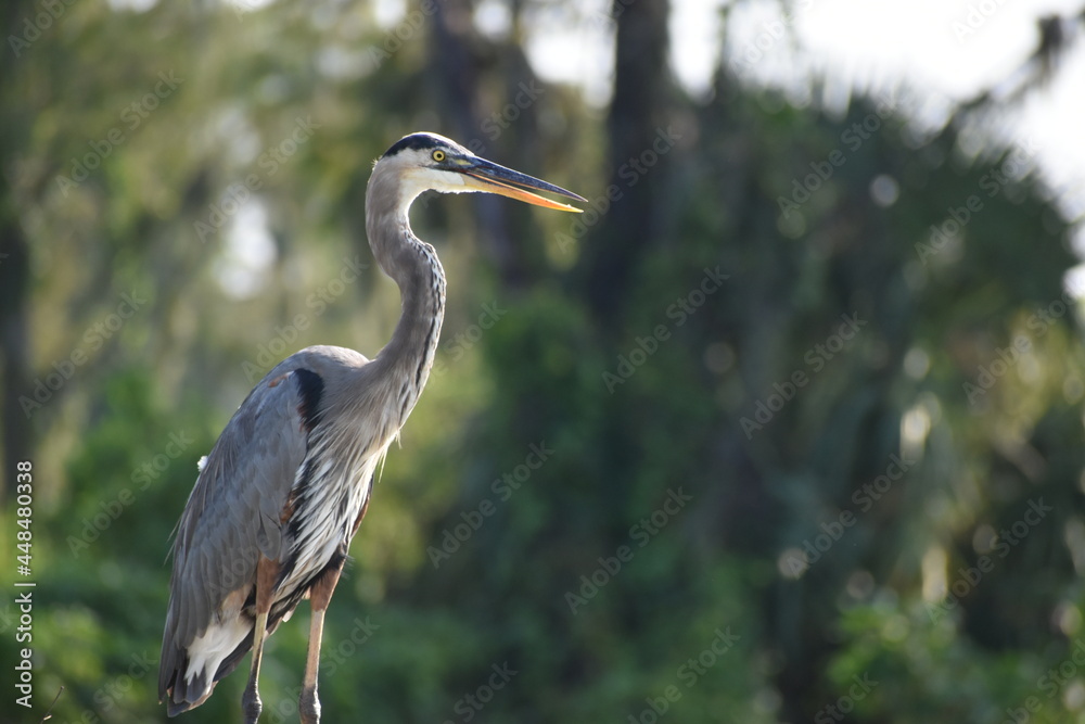 Fototapeta premium Great Blue Heron With Tongue Out