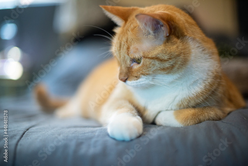 Gato anaranjado posando acostado en la cama mirando atentamente ojos verdes patitas perfil photo
