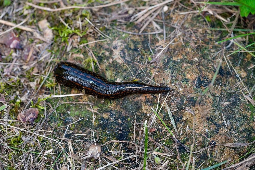 Black Leech Hirudo Medicinalis Bloodsucker Parasite at Swamp Macro Black Leech Hirudo Medicinalis Bloodsucker Parasite at Swamp Macro