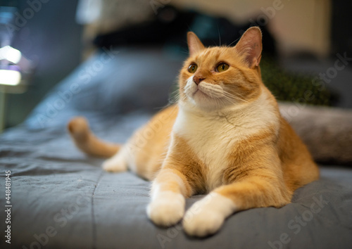 Gato anaranjado posando acostado en la cama mirando atentamente ojos verdes patitas