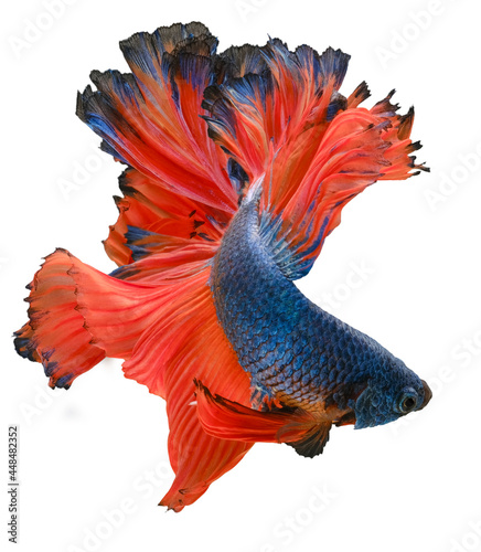 Beautiful movement of blue red Betta fish, Siamese fighting fish, Betta splendens of Thailand, isolated on white background. (Ikan Cupang)