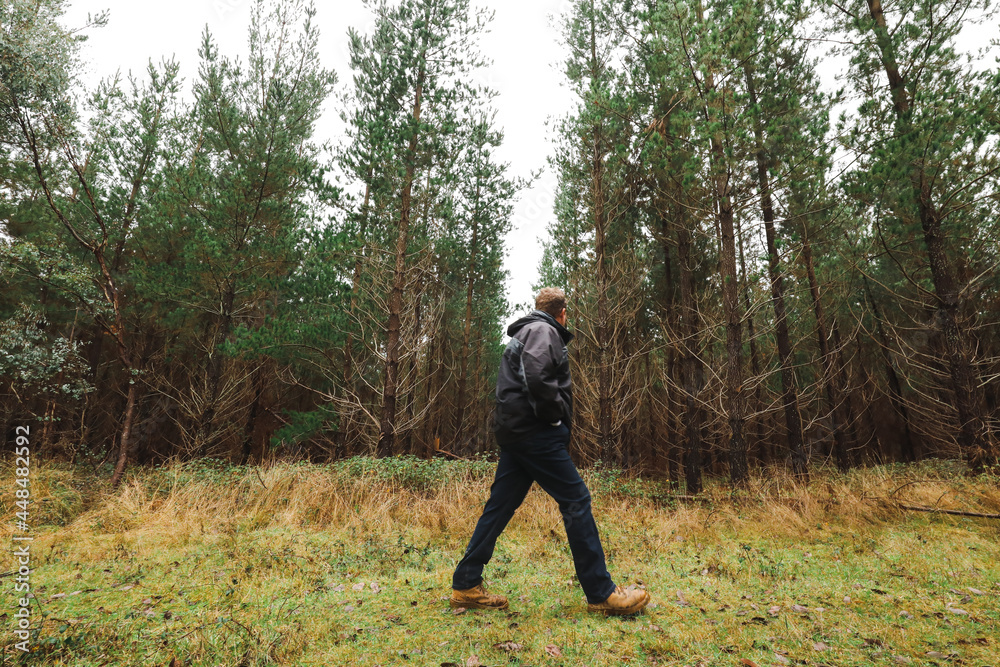 Man walking among tall pine trees in forest Man walking among tall pine trees in forest