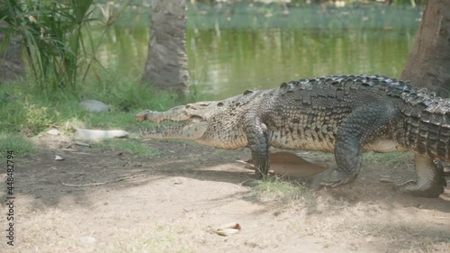 Crocodile walking in slow motion photo