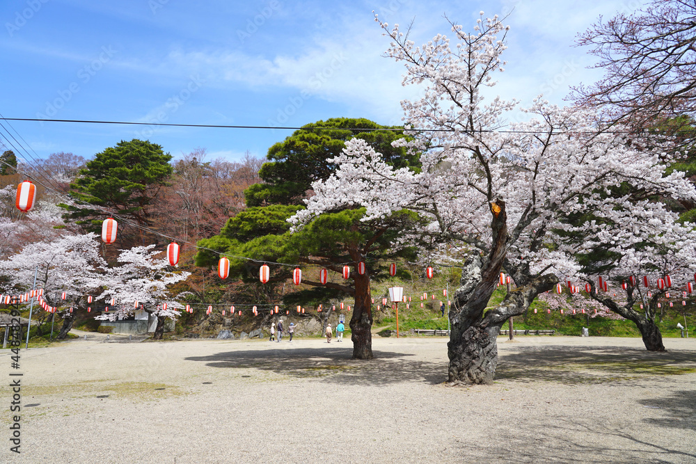 Obraz premium Cherry blossom blooming in Spring season of Nihonmatsu castle garden, Japan.