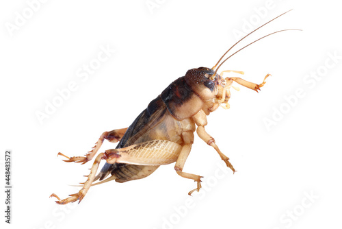 Cricket isolated on white background with clipping path