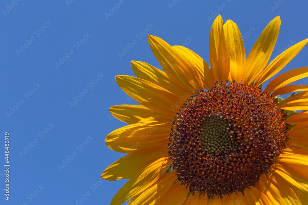 Naklejka premium close up of sunflower against blue sky