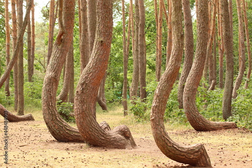 Crooked Trees or Crooked Forest   Krzywy Las  in Polish  - bent trees near Gryfino  West Pomeranian Voivodeship  Poland 