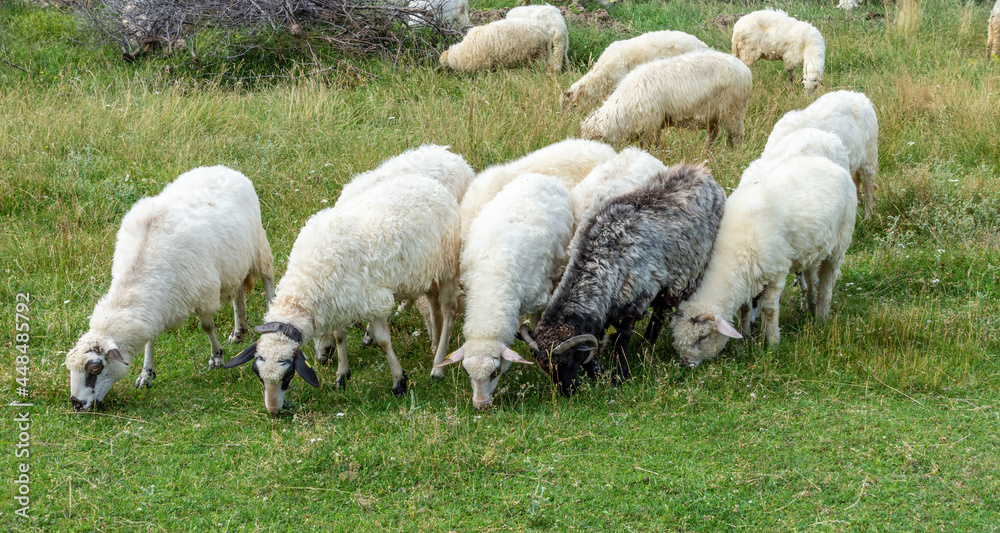 Fototapeta premium Flock of sheep grazing