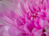 Purple pink flower petals, close up and macro of chrysanthemum, beautiful abstract floral background. Horizontal
