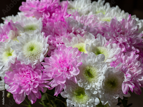 white  yellow and pink double chrysanthemum bouquet used as floral background  traditional flowers  top view  horizontal  copy space