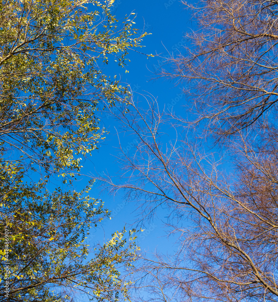 Leaves Or No Leaves Leaves Or No Leaves