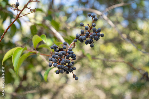 Fruits of the myoporum laetum tree, an invasive shrub also called evergreen