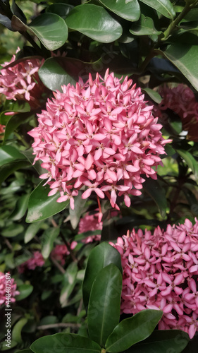 pink flowers