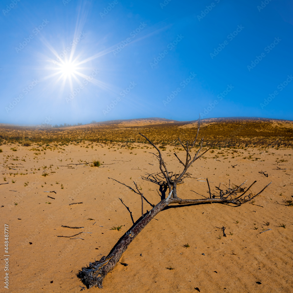 dry tree branch lie in sandy desert under sparkle sun dry tree branch lie in sandy desert under sparkle sun