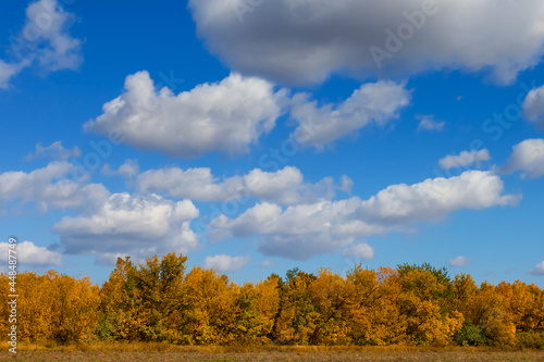 autumn red dry forest under blue cloudy sky, autumn outdoor forest scene