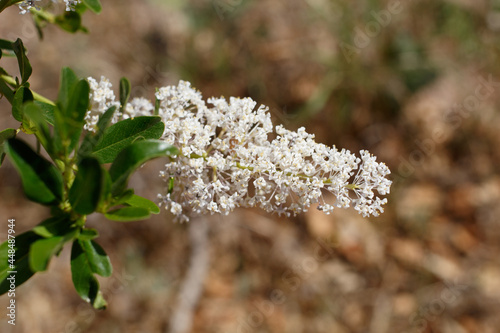 White axillary indeterminate panicle inflorescences of Greenbark Buckbrush, Ceanothus Spinosus, Rhamnaceae, native suprashrub in Red Rock Canyon MRCA Park, Santa Monica Mountains, Springtime. photo