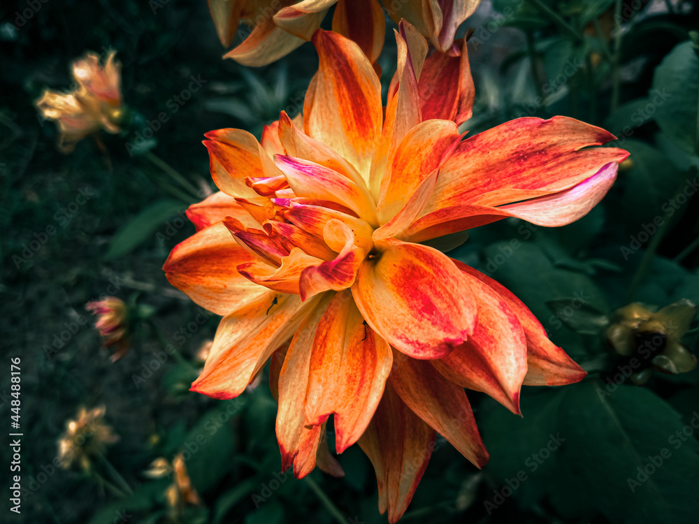 Fototapeta premium Dahlia Flower