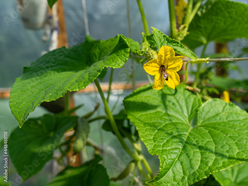 pollination by a bee of a cucumber flower during flowering. Bee on a yellow cucumber flower. Pollination of plants with insects