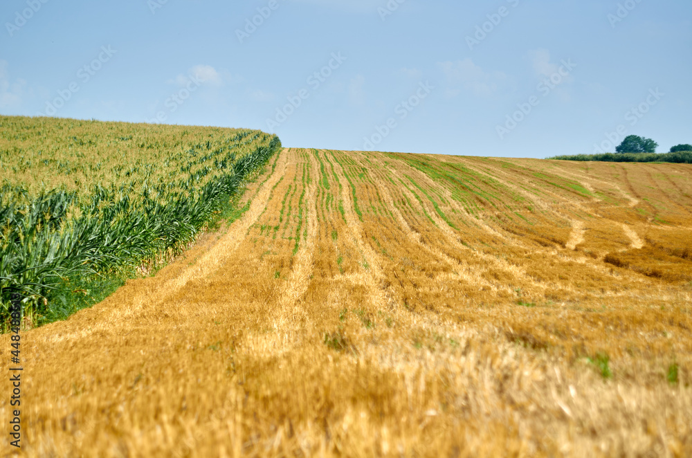 Photo of corn field and harvested wheat field