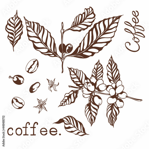 coffee plant.