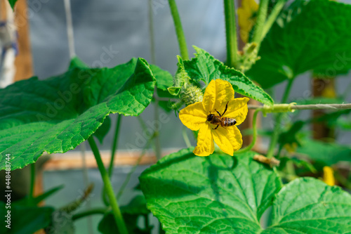 Bee in a cucumber flower. Pollination of plants with insects in a greenhouse.
