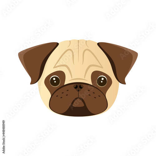 The head of a cute pug on a white background. Dog.