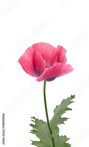 Poppy flower isolated on white background