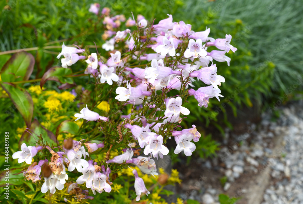 Thymus Komarovii growing in Russian Far East, Primorsky kray Thymus Komarovii growing in Russian Far East, Primorsky kray