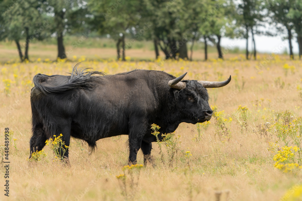  Beautiful Highland cattle Bull (Bos taurus taurus) grazing in field. Veluwe in the Netherlands. Scottish highlanders in a natural  landscape.                                                          