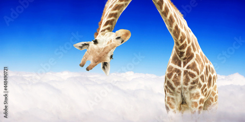 Photography Fantastic scene with huge giraffe coming out of the cloud