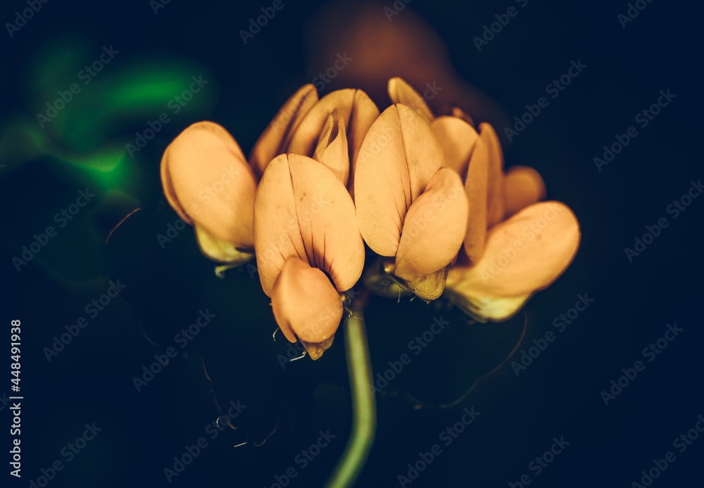 Obraz premium photographing the nature of insects in high close-up