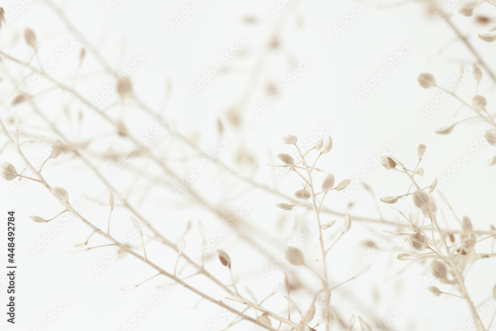Beautiful romantic elegant beige color dried little flowers round buds with branches macro