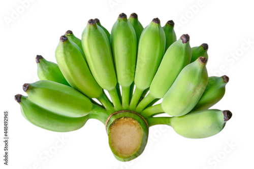 Obraz na plátně bunch unripe cultivated bananas isolated on a white background