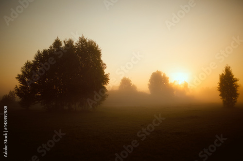 Beautiful view of the forest at sunrise